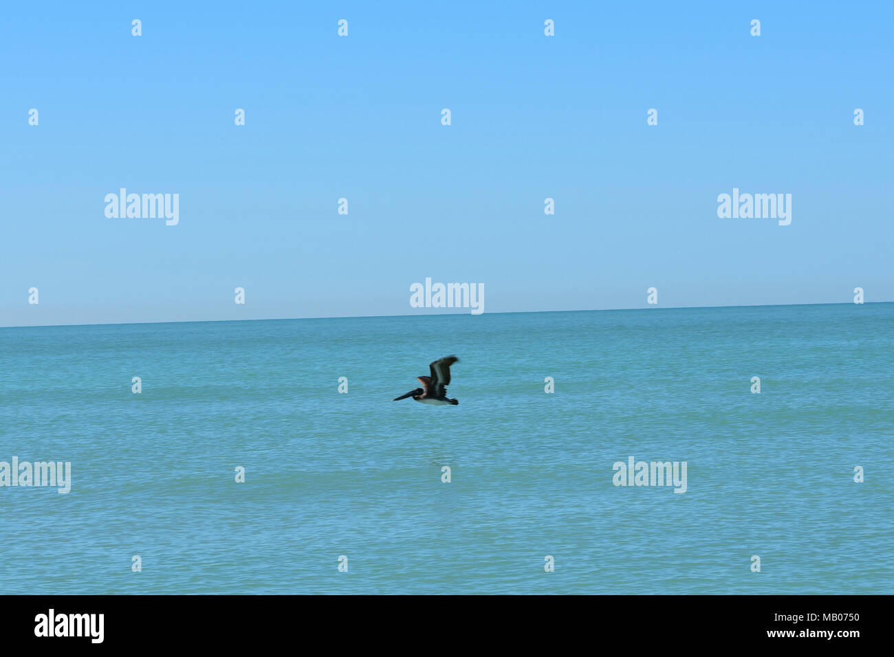Tief fliegenden Pelikan über den Golf Stockfoto