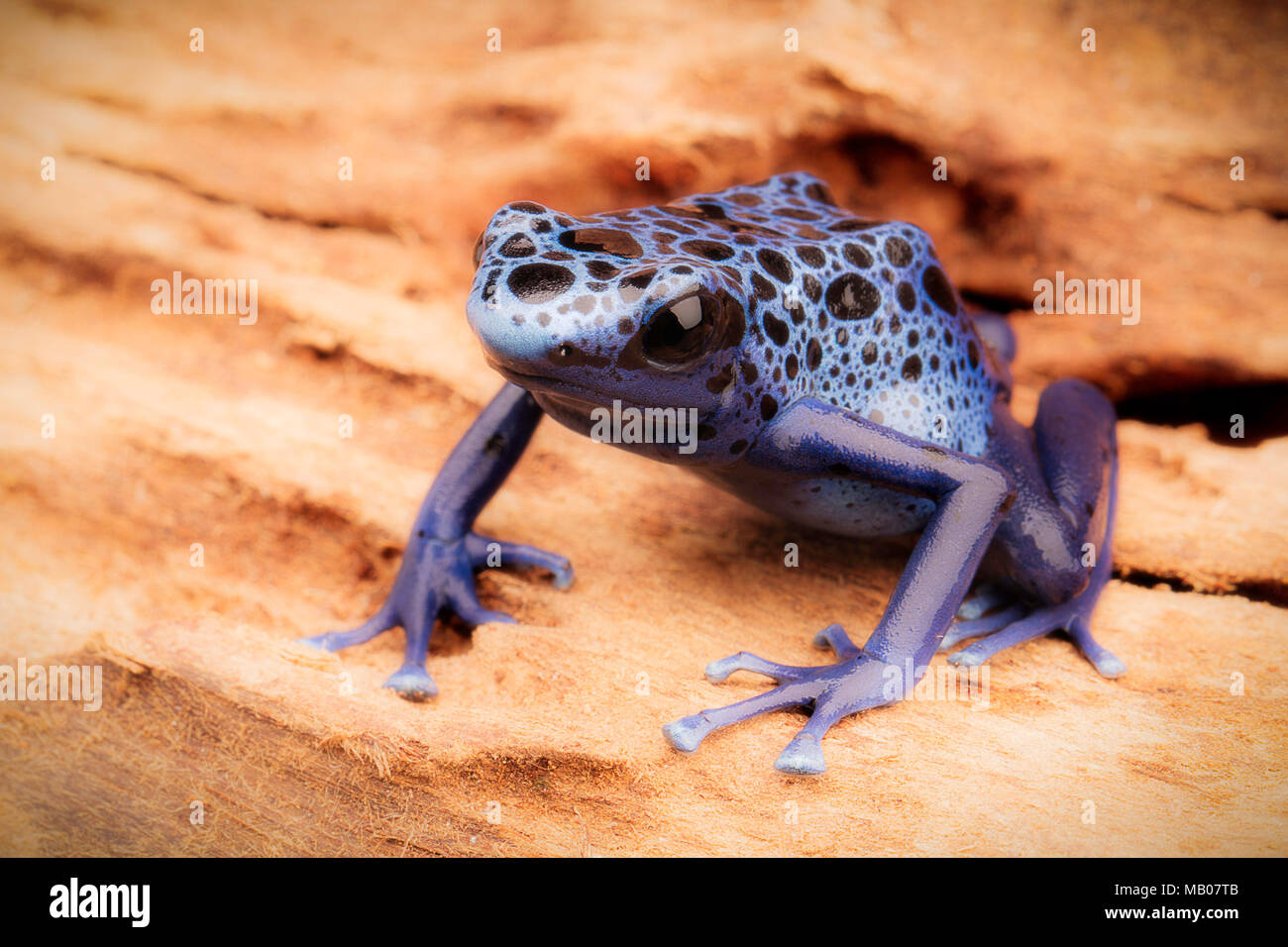 Blau und Schwarz poison dart Frog, Dendrobates azureus. Eine schöne giftige Regenwald Tiere vom Aussterben bedroht. Pet-Amphibien in einem Regenwald Stockfoto