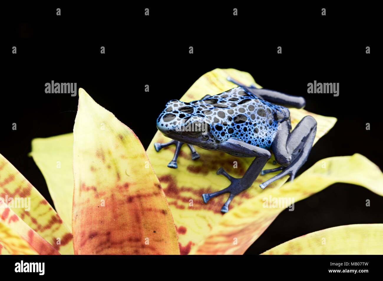 Blau und Schwarz poison dart Frog, Dendrobates azureus. Eine schöne giftige Regenwald Tiere vom Aussterben bedroht. Pet-Amphibien in einem Regenwald Stockfoto