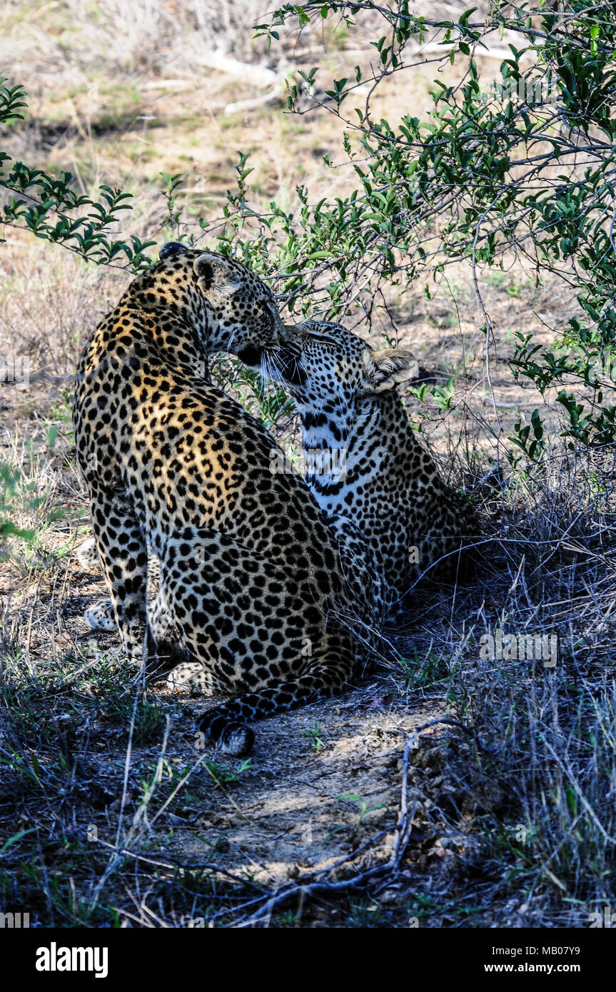 Junge männliche Leopard und seine Mutter sind Streicheln im Schatten einer Lichtung im Kruger Nationalpark, Südafrika. Stockfoto