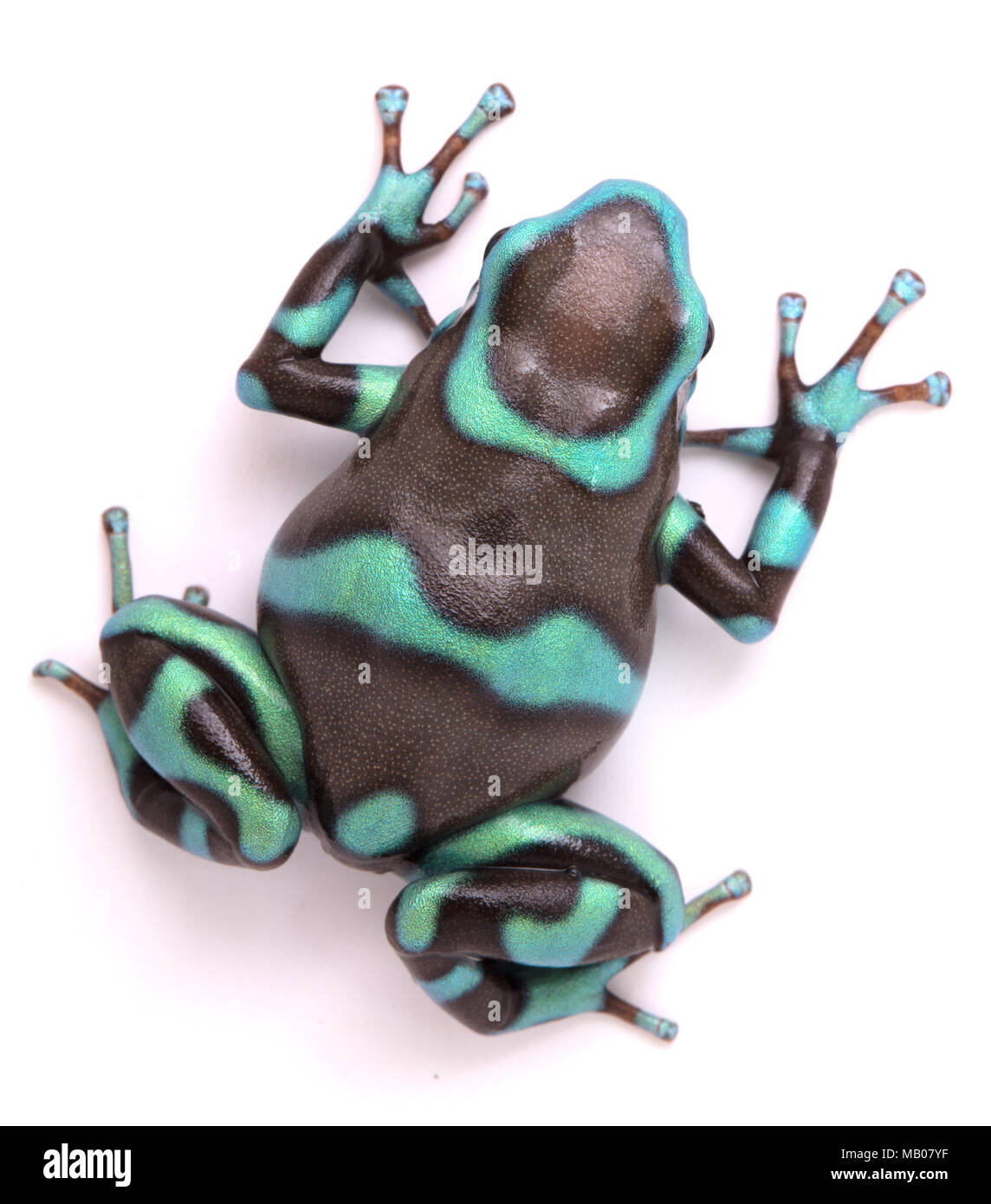 Poison Dart, Dendrobates auratus Bronze morph. Eine giftige tropische Tier aus dem Regenwald von Panama. Auf einem weißen Hintergrund. Stockfoto