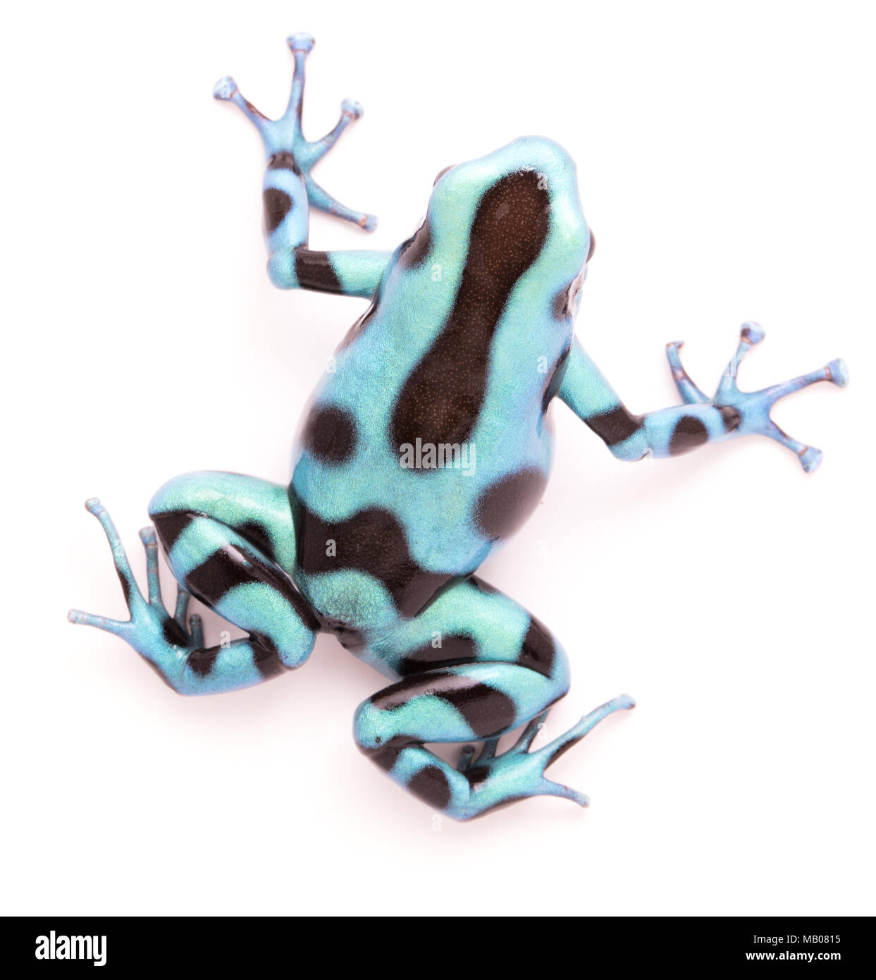 Poison Dart, Dendrobates auratus. Eine giftige tropische Tier aus dem Regenwald von Panama. Auf einem weißen Hintergrund. Stockfoto