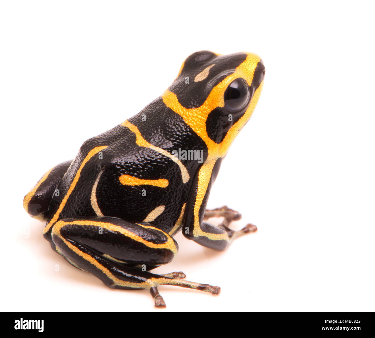 Rothaarige poison Dart oder Pfeil Frosch, Ranitomeya Fantastica. Eine schöne kleine giftige Tiere aus dem Regenwald des Amazonas in Peru. Auf weiß Isoliert Stockfoto