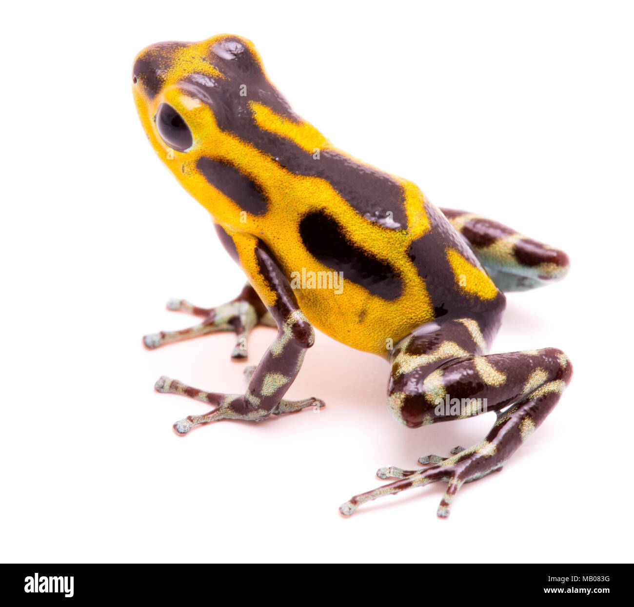 Poison arrow Frog, ein amphibain mit leuchtenden Gelb. Tropische Regenwald Tier giftig, Oophaga pumilio auf einem weißen Hintergrund. Stockfoto