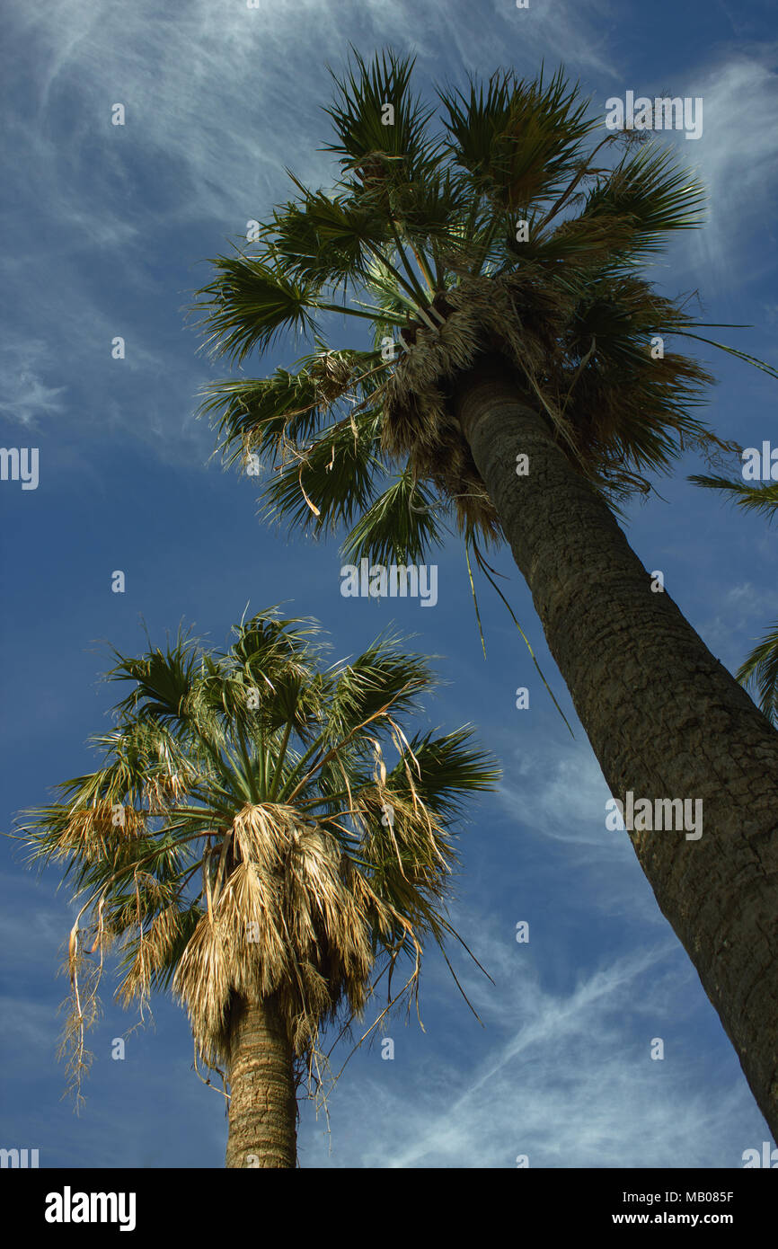 Zwei Palmen mit grünen Zweigen gegen den blauen Himmel Stockfoto