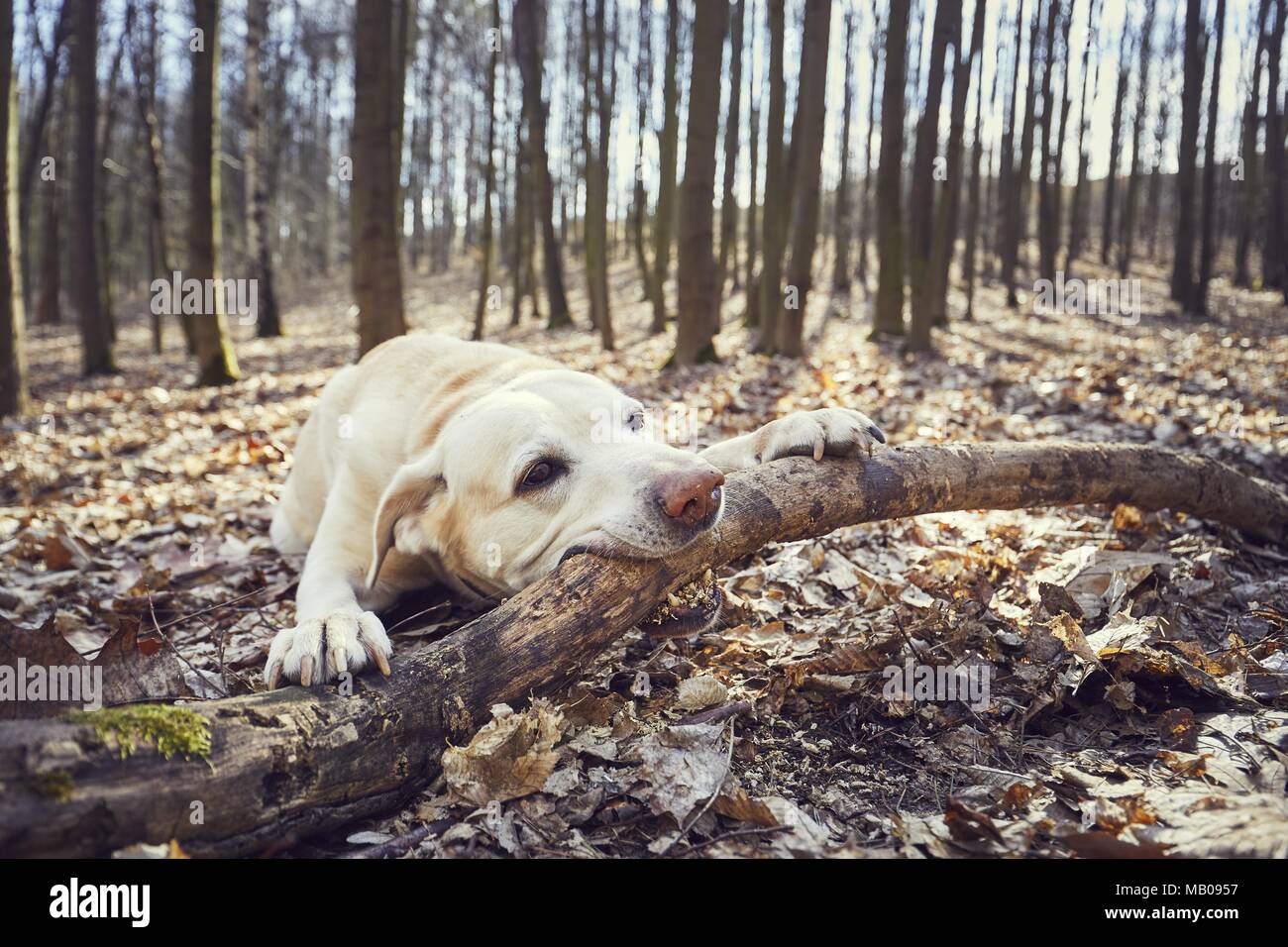 Verspielter Hund im Wald. Labrador Retriever beißen große Stick. Stockfoto