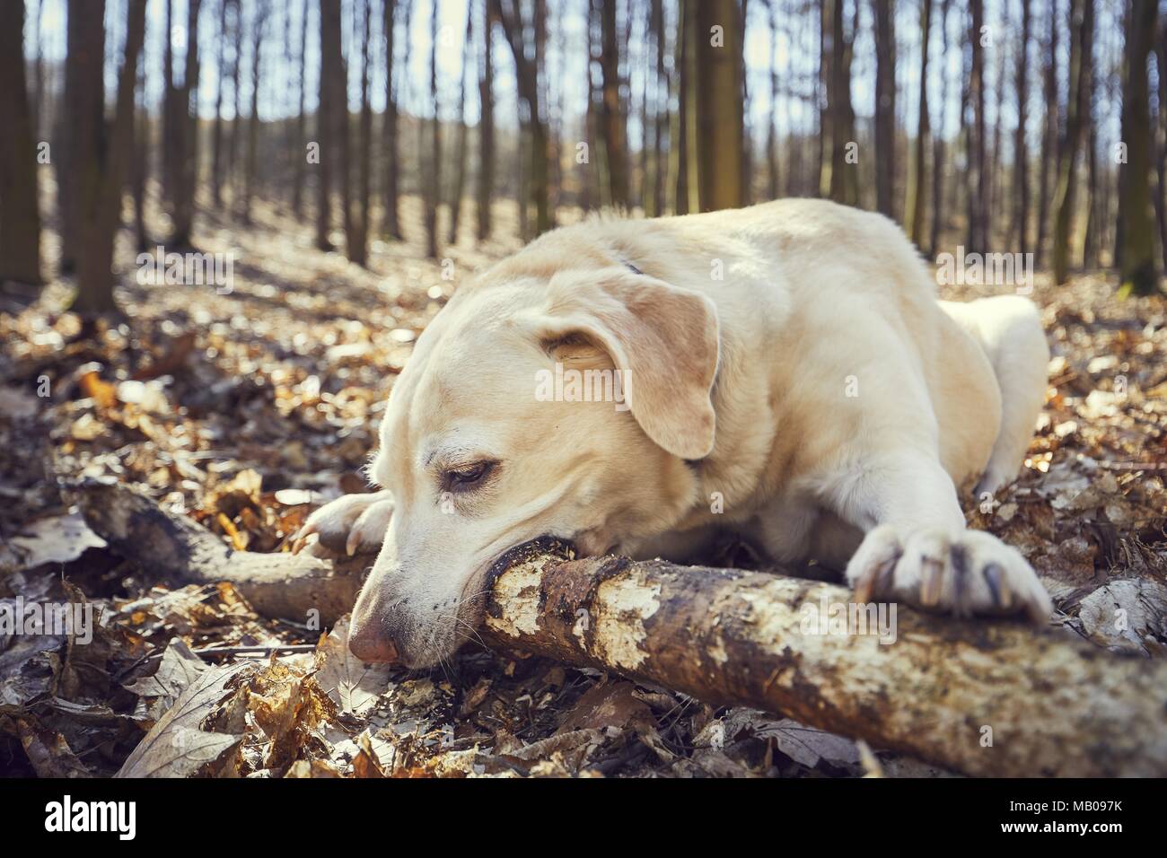 Verspielter Hund im Wald. Labrador Retriever beißen große Stick. Stockfoto