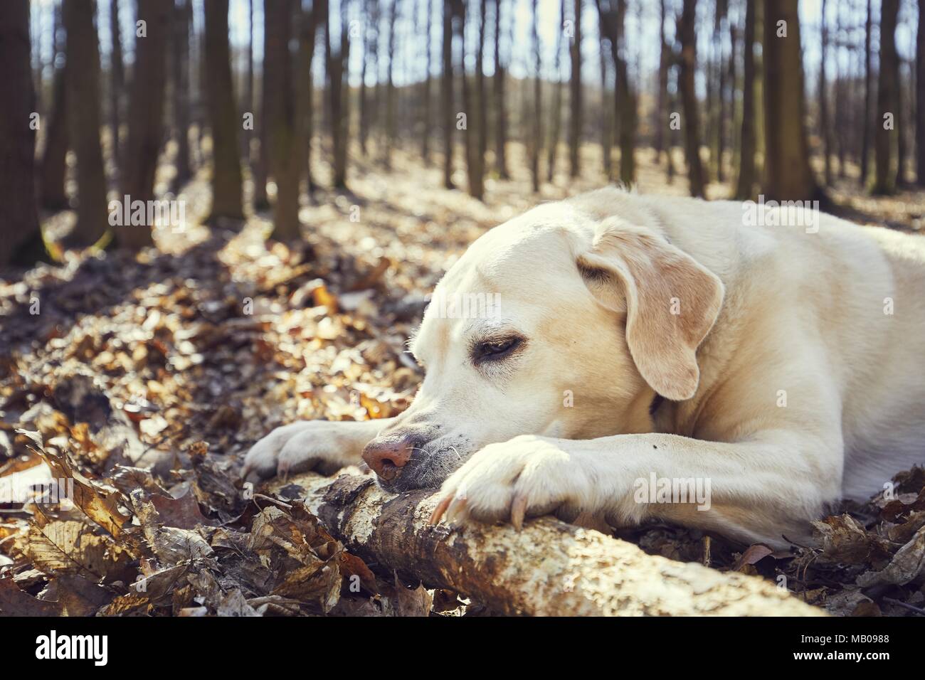 Verspielter Hund im Wald. Labrador Retriever beißen große Stick. Stockfoto