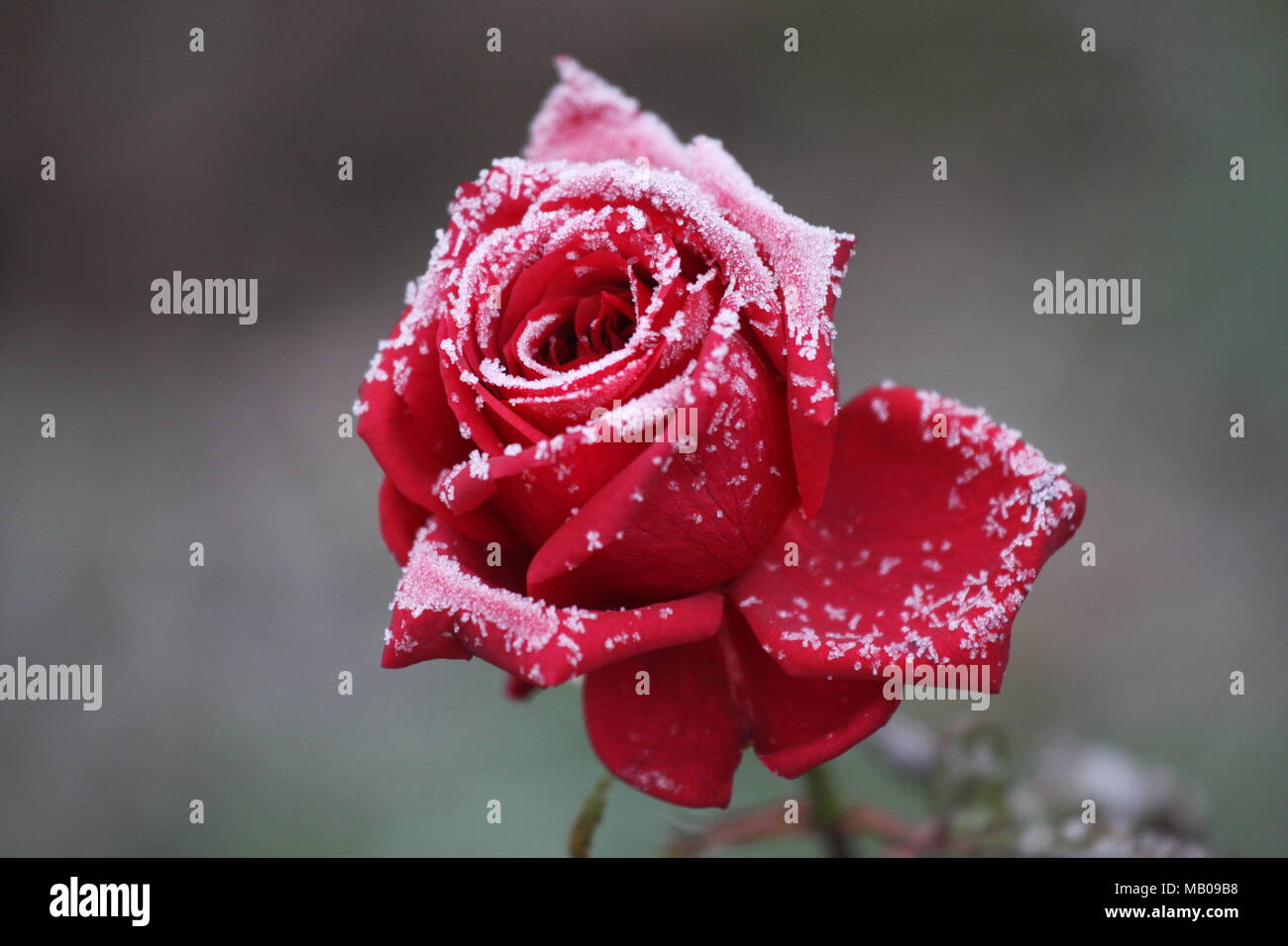 Schöne rote Rose im Winter gefroren Stockfoto