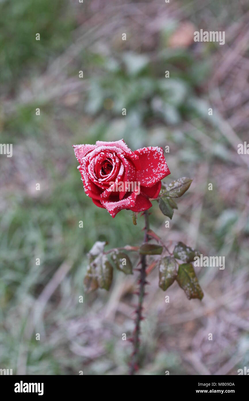 Schöne rote Rose im Winter gefroren Stockfoto