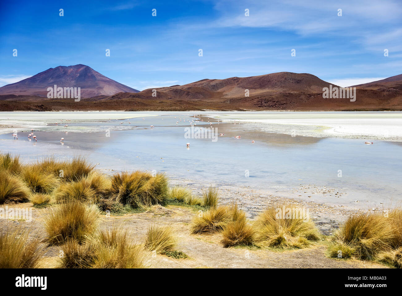 Laguna Hedionda an Eduardo Avaroa Fauna der Anden nationale Reserve in Bolivien Stockfoto