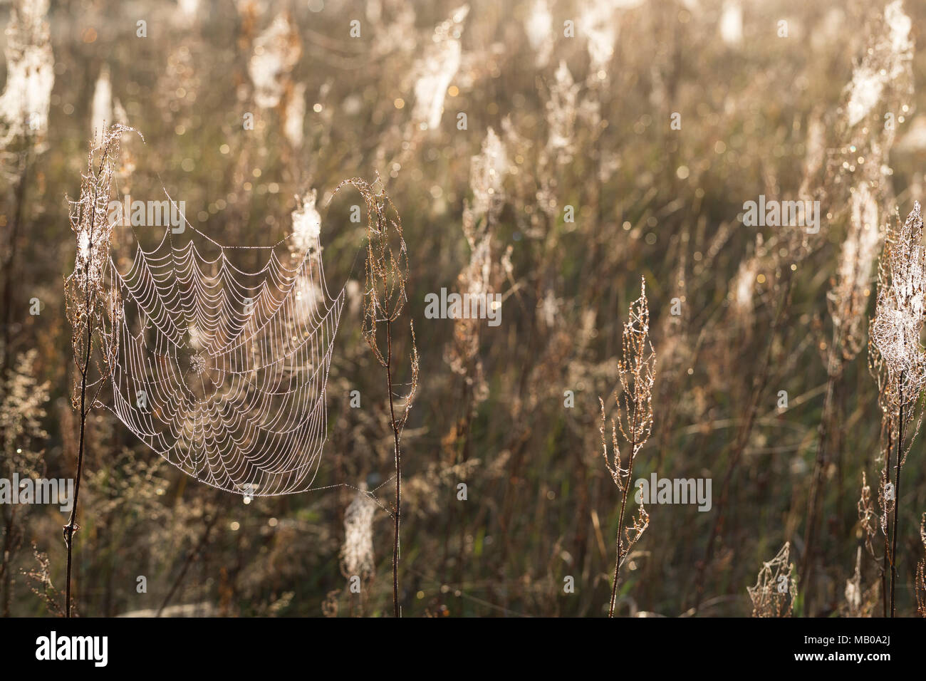 Spinnennetze, Spinnennetz im Herbst, herbstlichen Morgentau, Tautropfen, Altweibersommer. Cobweb, Spinnweben, Web der Spinne, Spinnennetz, Web-sites der Spinne, spi Stockfoto