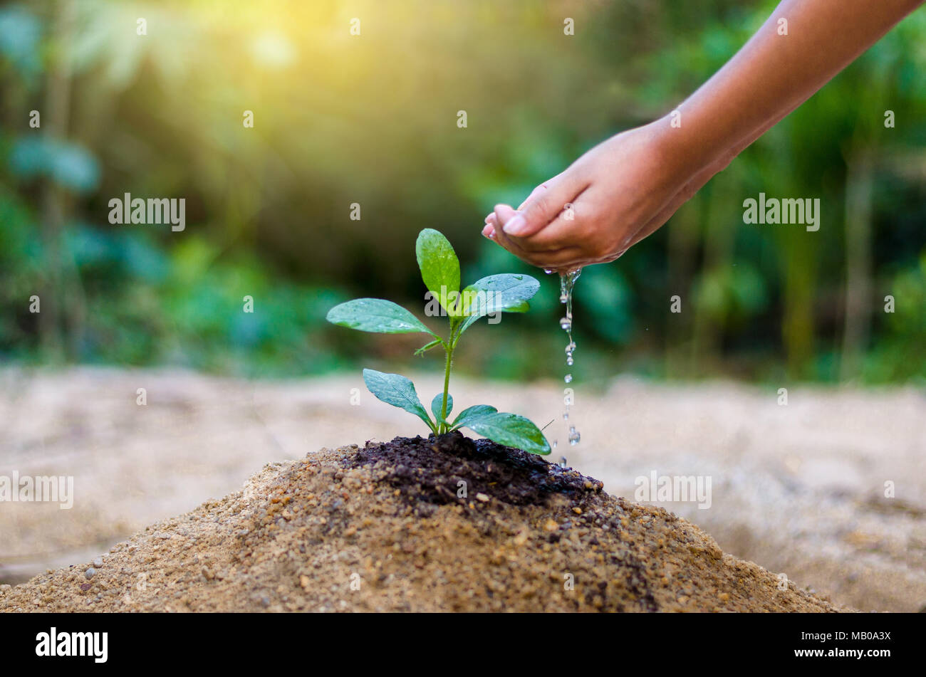 Hand geben Wasser Baum in den Händen von Bäumen wachsenden Sämlinge. Bokeh grüner Hintergrund weibliche Hand Baum auf natur feld gras der Erhaltung der Wälder Stockfoto