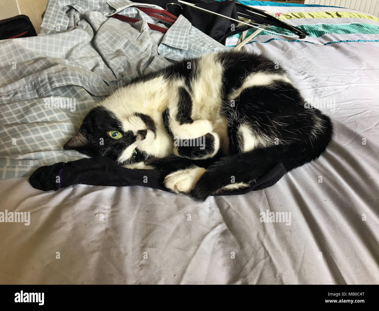 Millie Meine Katze schläft auf meinem Bett Stockfoto
