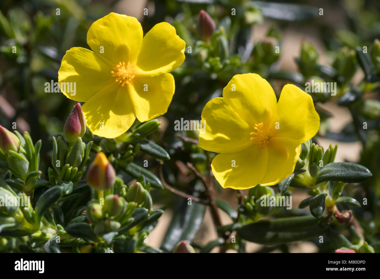Gelbe Blumen der Strauchigen evergreen Sun Rose, Halimium calycinum im Frühjahr Stockfoto