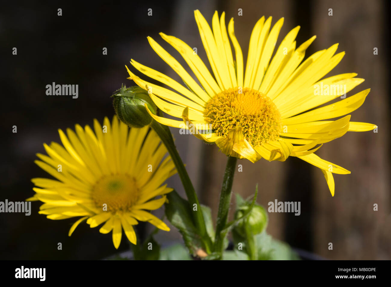 Leuchtend gelbe daisy flowers der Schatten tolerant, Frühling blühende Staude, Anmerkungen x excelsum' Harpur Crewe' Stockfoto