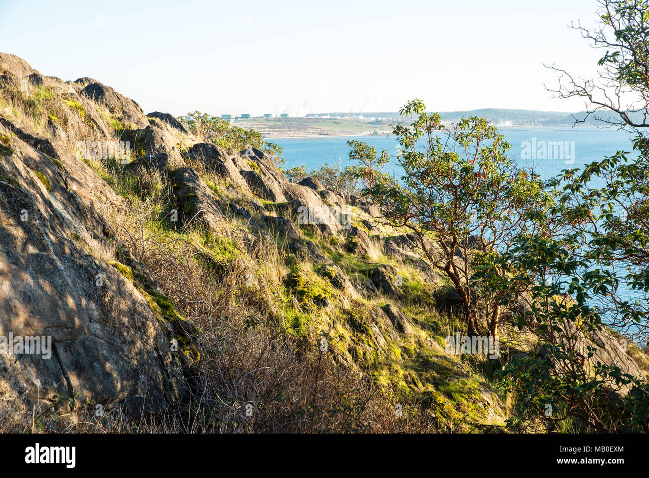 Grasbewachsene Rock auf der Kappe Sante-Cap Sante ist ein Aussichtspunkt auf einem Hügel oberhalb von Anacortes. Der Himmel ist Diesig Anfang Dezember, aber Gras und madrona Bäume sind grün. Stockfoto