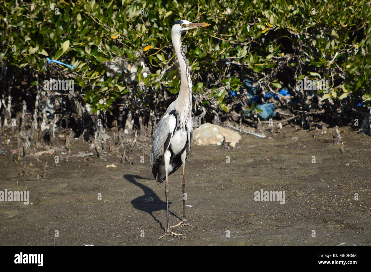 Graureiher (Ardea cinerea) in Kuwait Bay Stockfoto