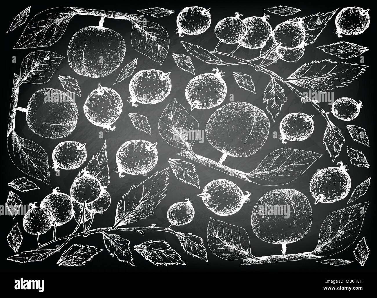 Exotische Früchte, Illustration Hintergrund von Hand gezeichnete Skizze Aprikose und Europäischen Brennessel Baum, Mediterranean Hackberry, Honeyberry oder Celtis Stock Vektor