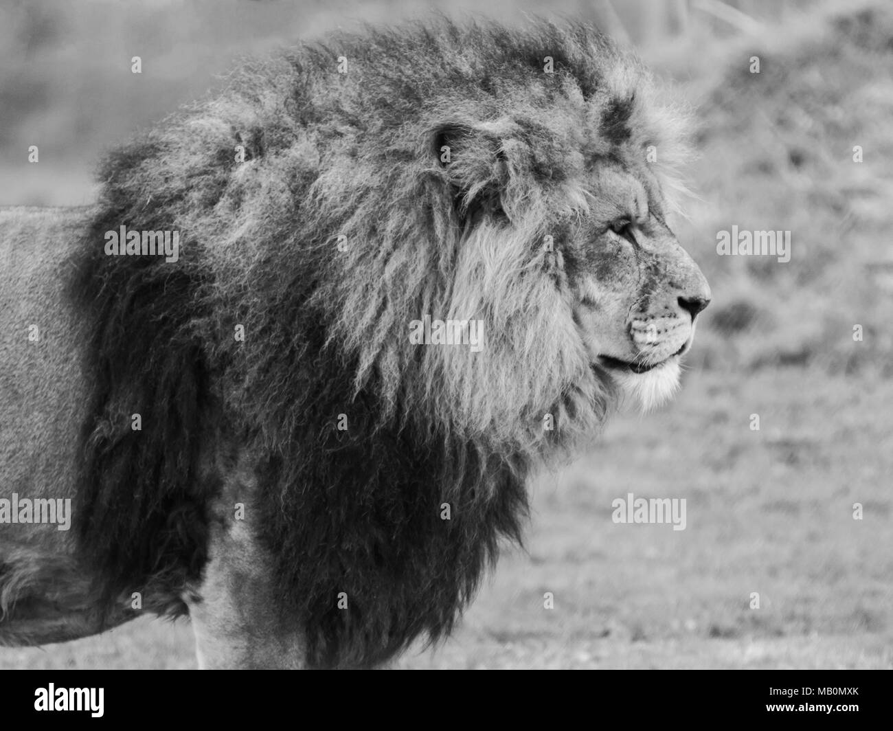 Löwe (Panthera leo) in Schwarz und Weiß. Stockfoto
