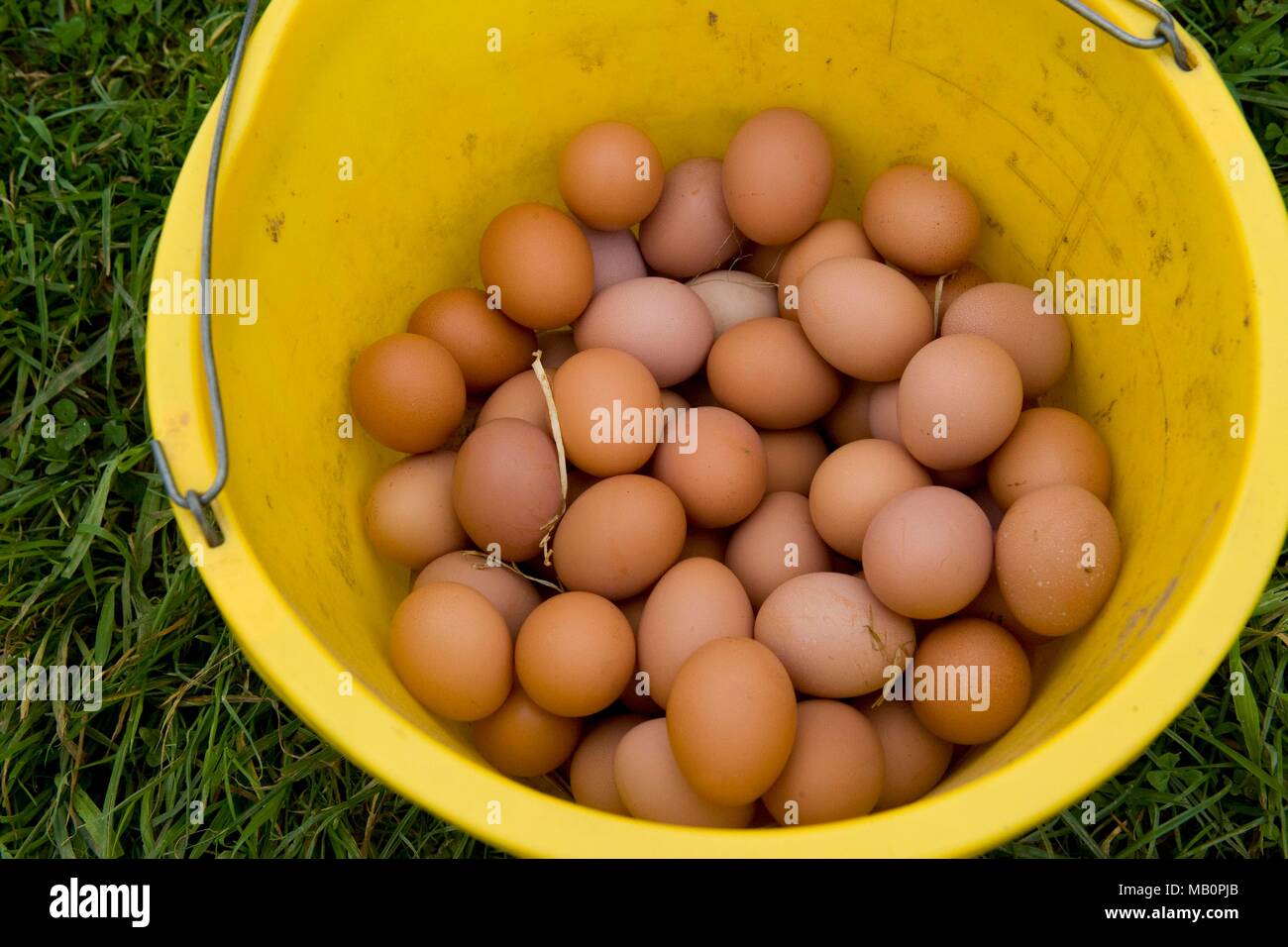 Eier in einem Eimer Stockfoto
