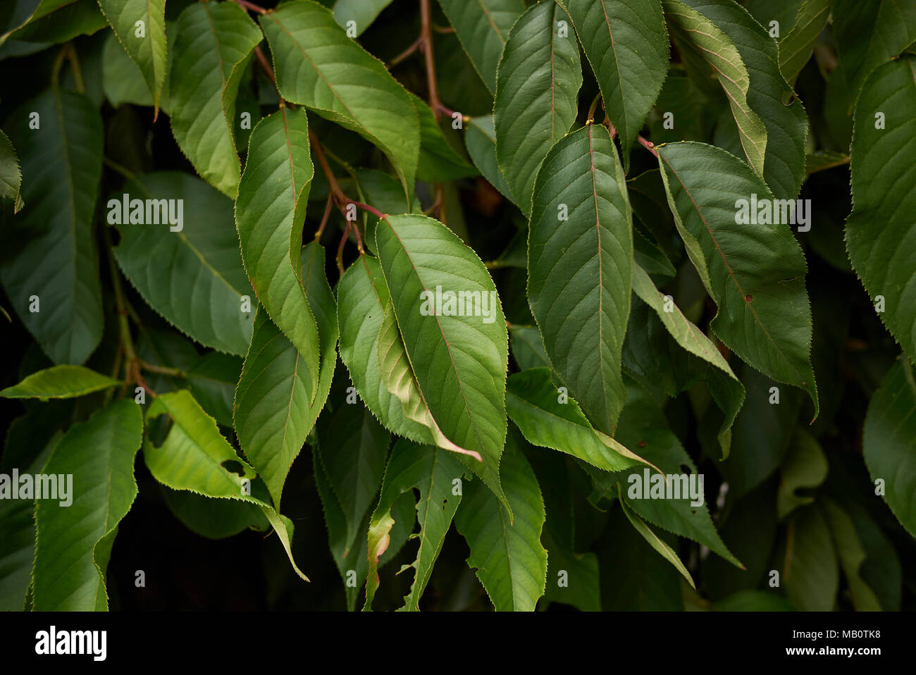 Prunus subhirtella Stockfoto