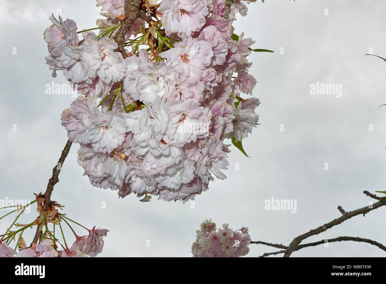 Prunus serrulata Stockfoto