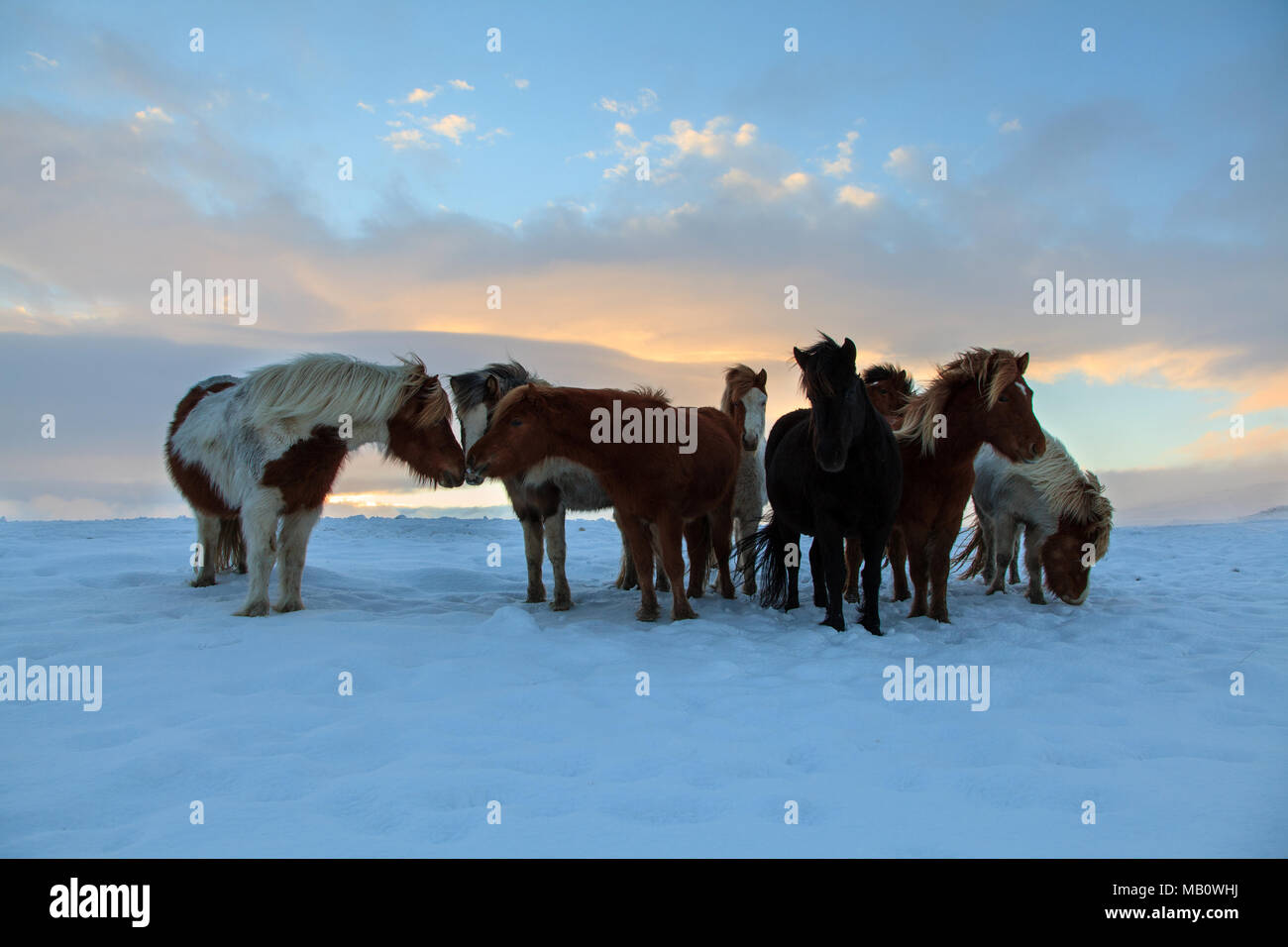 Abendstimmung, Europa, Island, Island Pferde, Lichtstimmung, Pferde, Schnee, Sonnenuntergang, säugetiere, tiere, Vulkan, winter Stockfoto