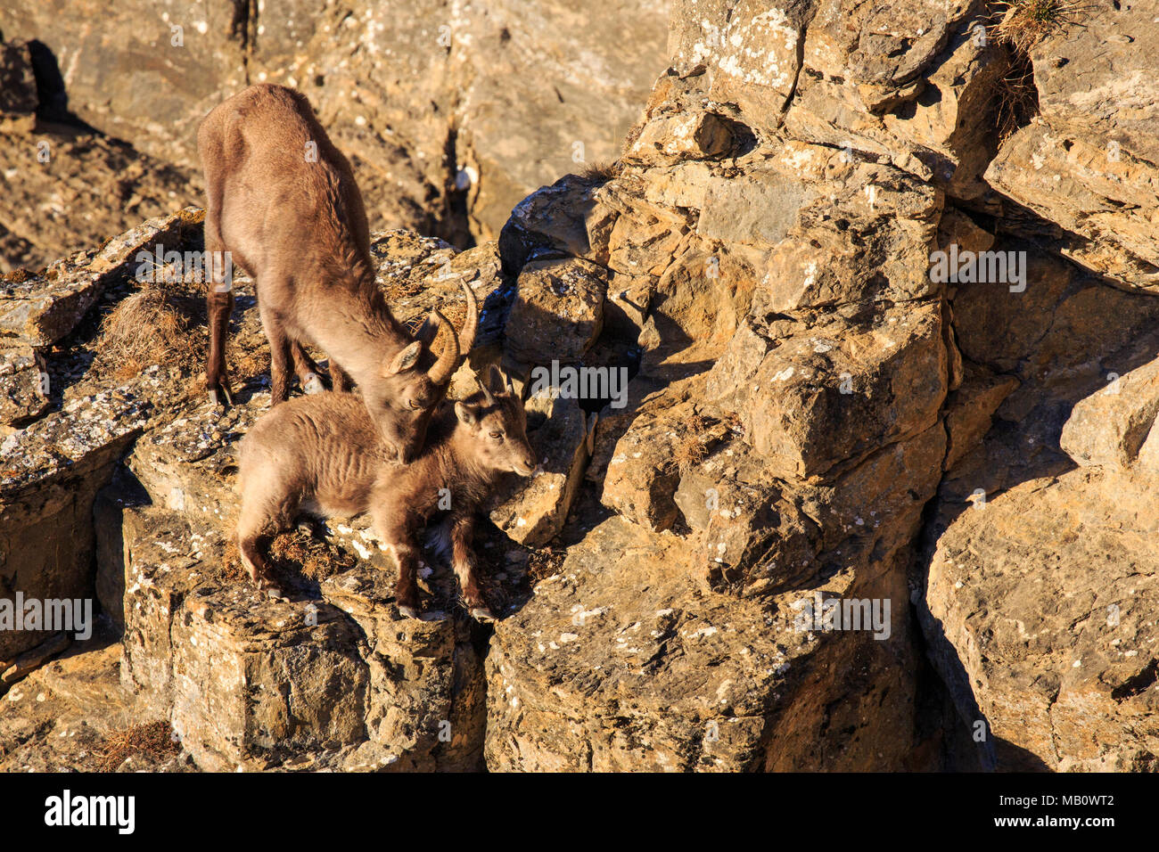 Die Alpen, Berge, Berner Oberland, Europa, junge Tiere, Niederhorn, Schweiz, steinbock, säugetiere, tiere, tier, Wüste, w Stockfoto