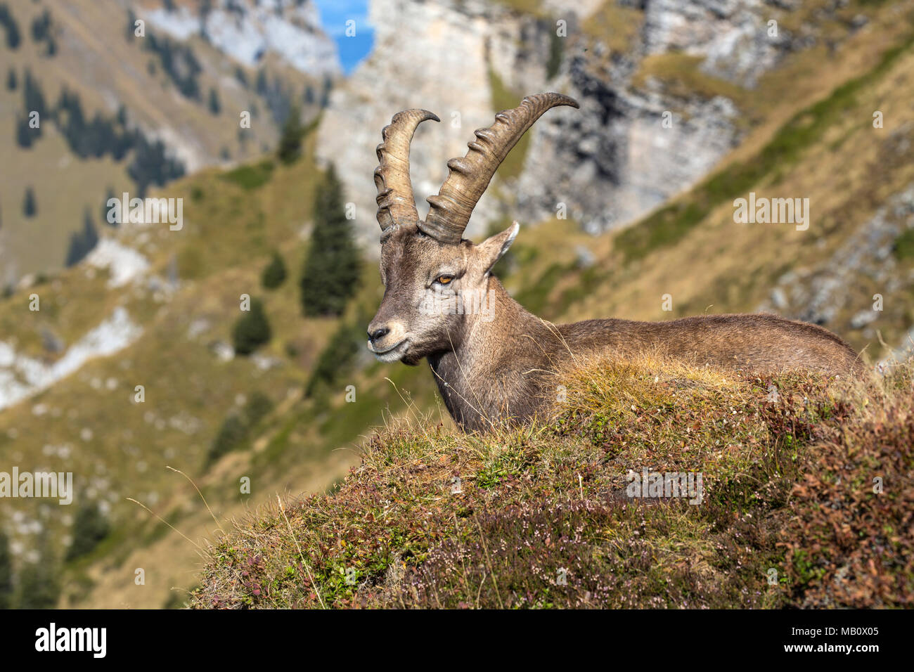 Die Alpen, Berge, Berner Oberland, cameo Alphorn, Herbst, Szenerien, Schweiz, steinbock, säugetiere, tiere, Wüste, wilde Tiere Stockfoto
