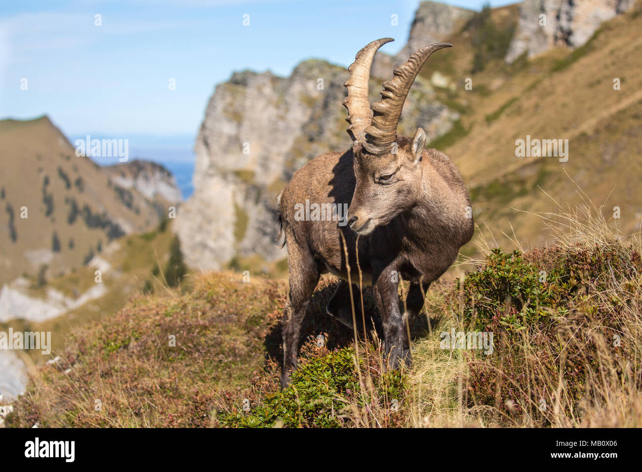 Die Alpen, Berge, Berner Oberland, cameo Alphorn, Herbst, Szenerien, Schweiz, steinbock, säugetiere, tiere, Wüste, wilde Tiere Stockfoto