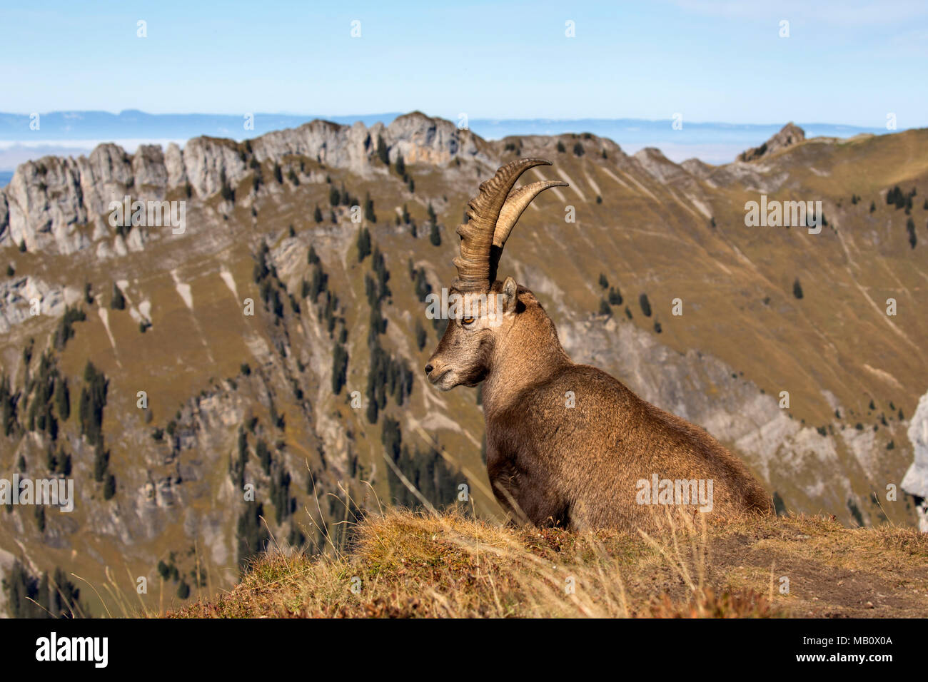 Die Alpen, Berge, Berner Oberland, cameo Alphorn, Herbst, Szenerien, Schweiz, steinbock, säugetiere, tiere, Wüste, wilde Tiere Stockfoto