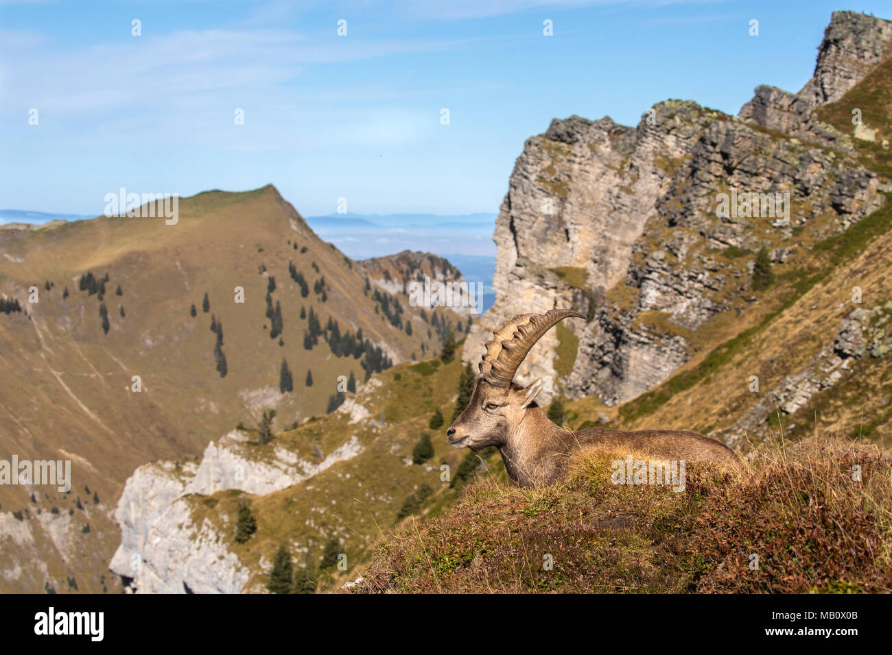 Die Alpen, Berge, Berner Oberland, cameo Alphorn, Herbst, Szenerien, Schweiz, steinbock, säugetiere, tiere, Wüste, wilde Tiere Stockfoto