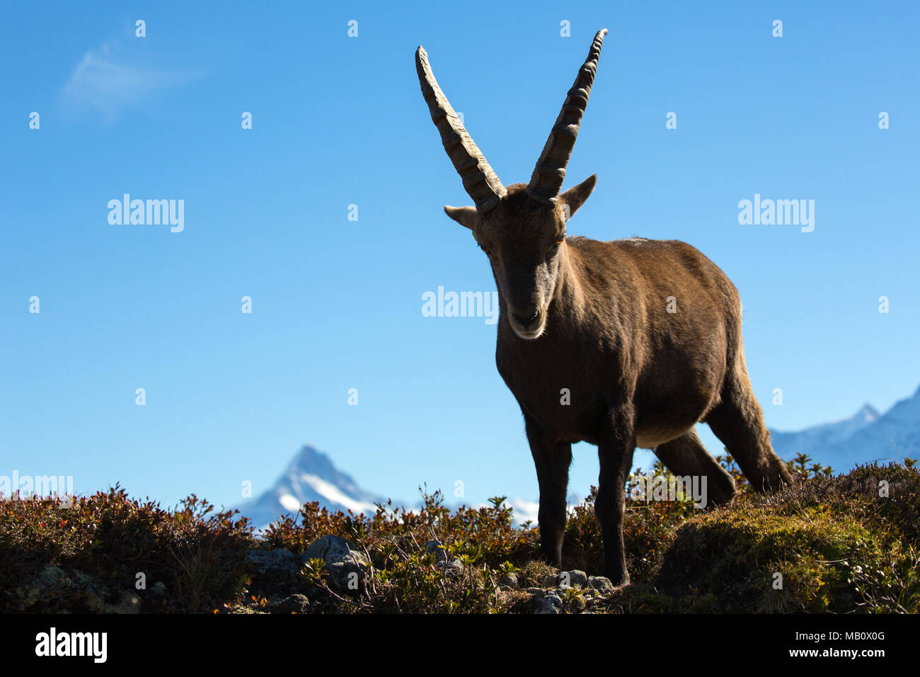 Die Alpen, Berge, Berner Oberland, cameo Alphorn, Herbst, Landschaften, Schreckhorn, Schweiz, steinbock, säugetiere, tiere, Wildnis, Wild einen Stockfoto
