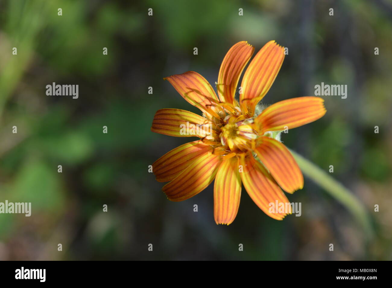 Ziemlich orange und gelbe Blume Stockfoto