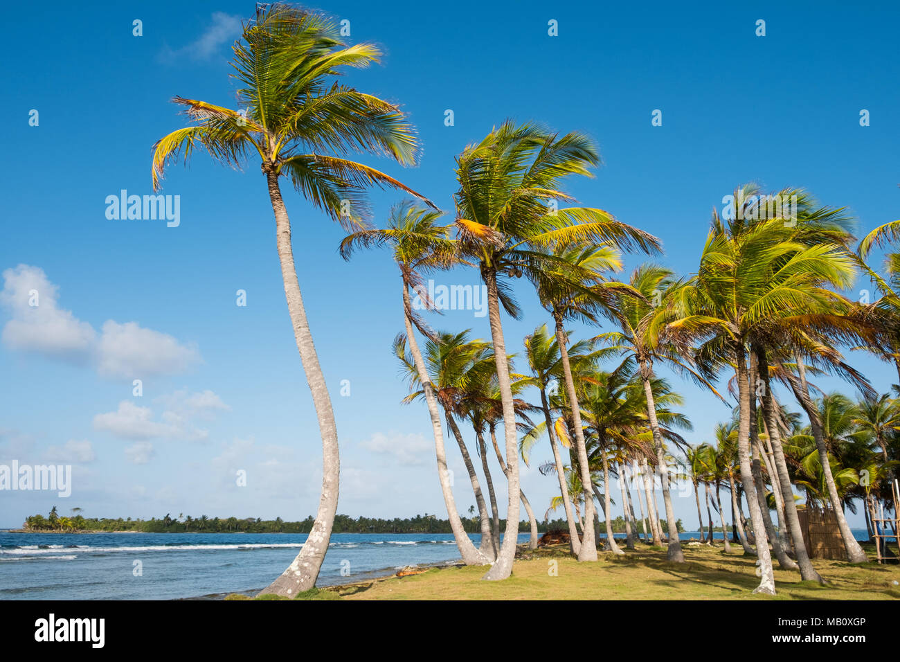 Palmen und blauem Himmel - Palm Tree Hintergrund Stockfoto