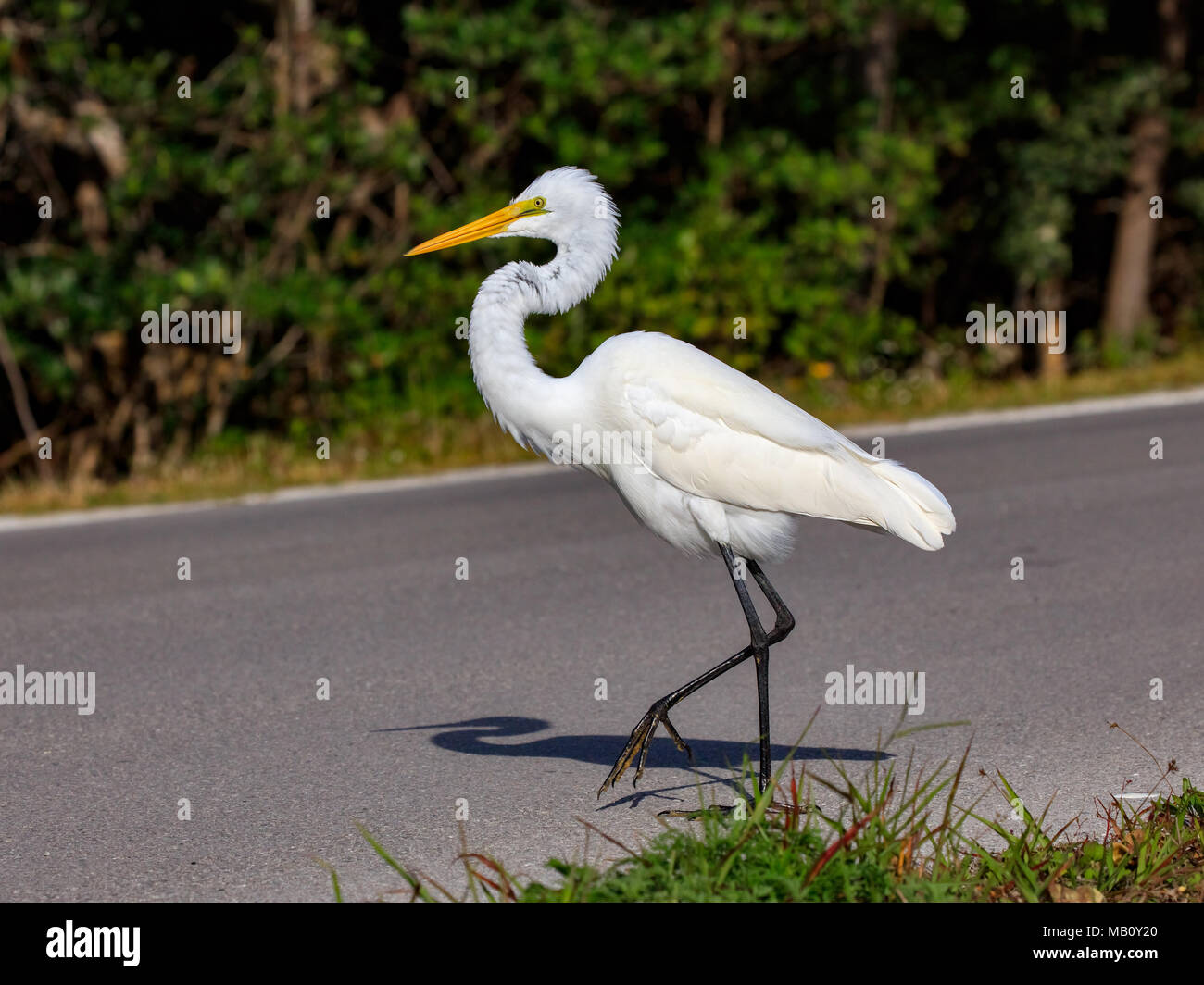 Silberreiher (Ardea alba) zu Fuß auf der Straße, Sanibel Island, Florida, USA Stockfoto