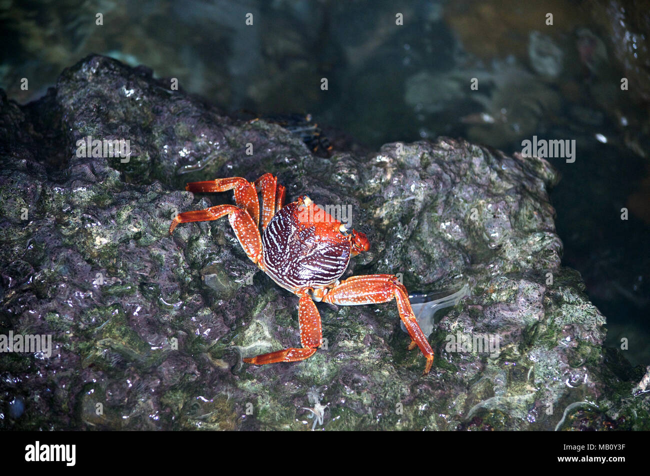 Schöne Krabbe in Aruba. Stockfoto