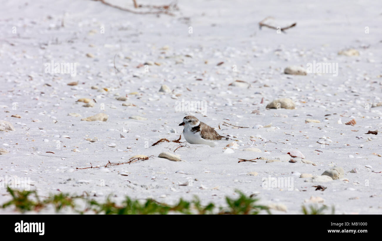 Snowy plover (Charadrius nivosus) Dösen in der Sonne am Strand von Sanibel Island, Florida, USA Stockfoto