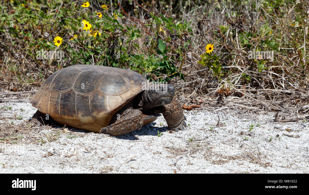 Turtle, Gopher tortoise (Gopherus Polyphemus) zu Fuß auf den Weg in die Sonne, Sträuchern im Hintergrund, Sanibel Island, Florida, USA Stockfoto