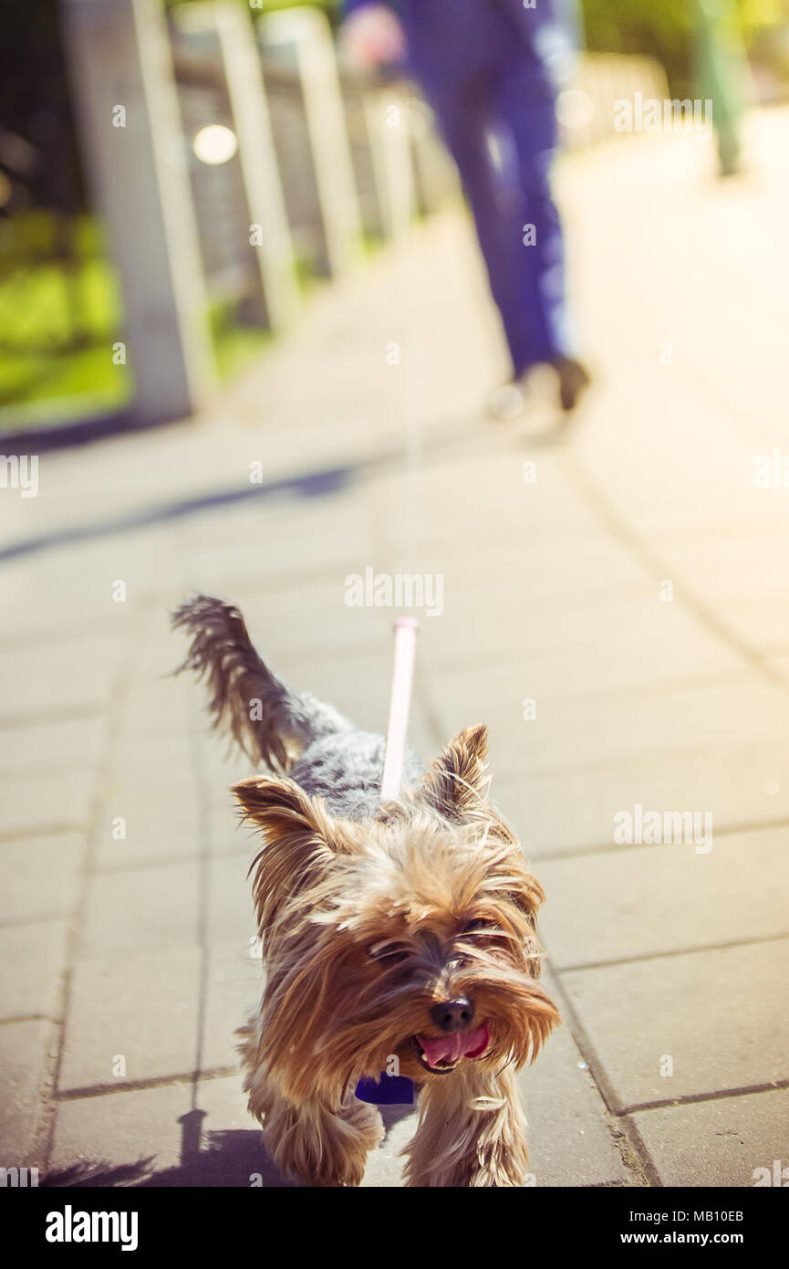 Zu Fuß einen Hund - Yorkshire Terrier Stockfoto