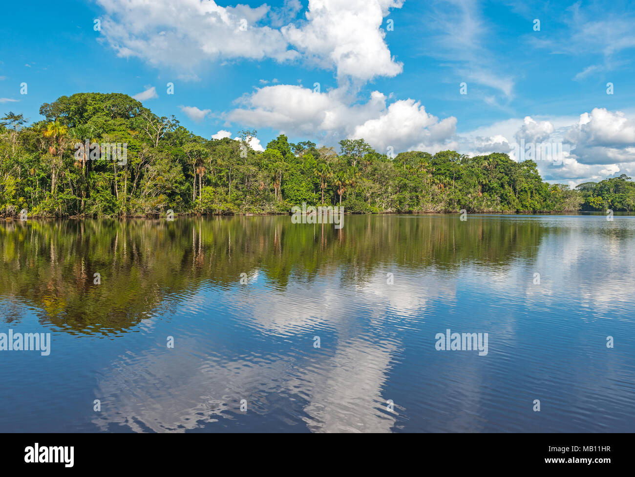 Landschaft des tropischen Regenwaldes im Inneren Yasuni Nationalpark mit seinen beeindruckenden Artenvielfalt durch den Fluss Napo, Ecuador, Südamerika. Stockfoto