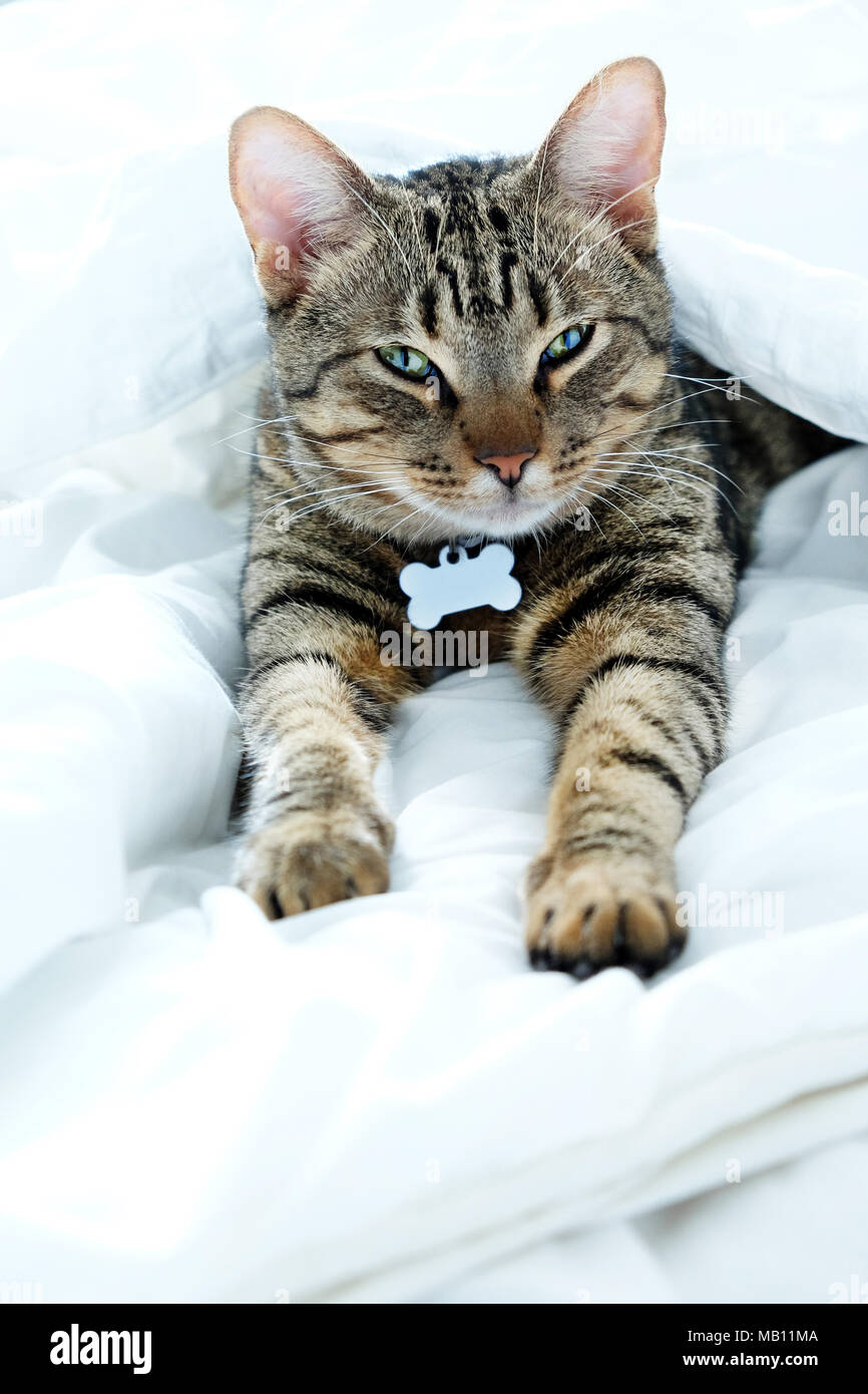 Ein Jahr alten gestreift, Tabby cat in die Kamera starrt, die Katze liegt in der Mitte der weißen Laken auf dem Bett und hat seinen vorderpfote ausgestreckt, ich Stockfoto