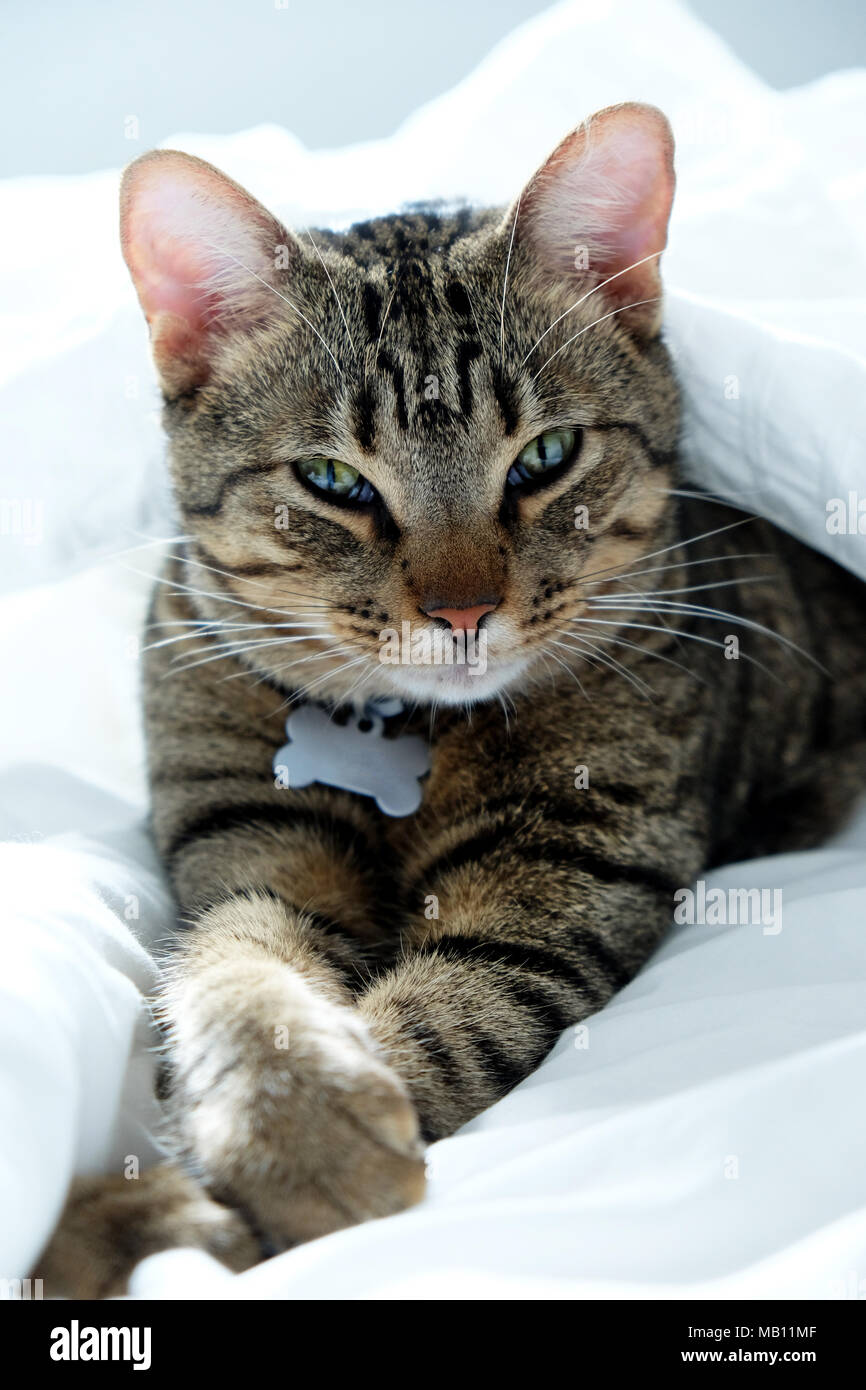 Ein Jahr alten gestreift, Tabby cat in die Kamera starrt, die Katze in der Mitte der weißen Laken auf dem Bett liegt und hat vorne pawa gekreuzt, es hat Stockfoto