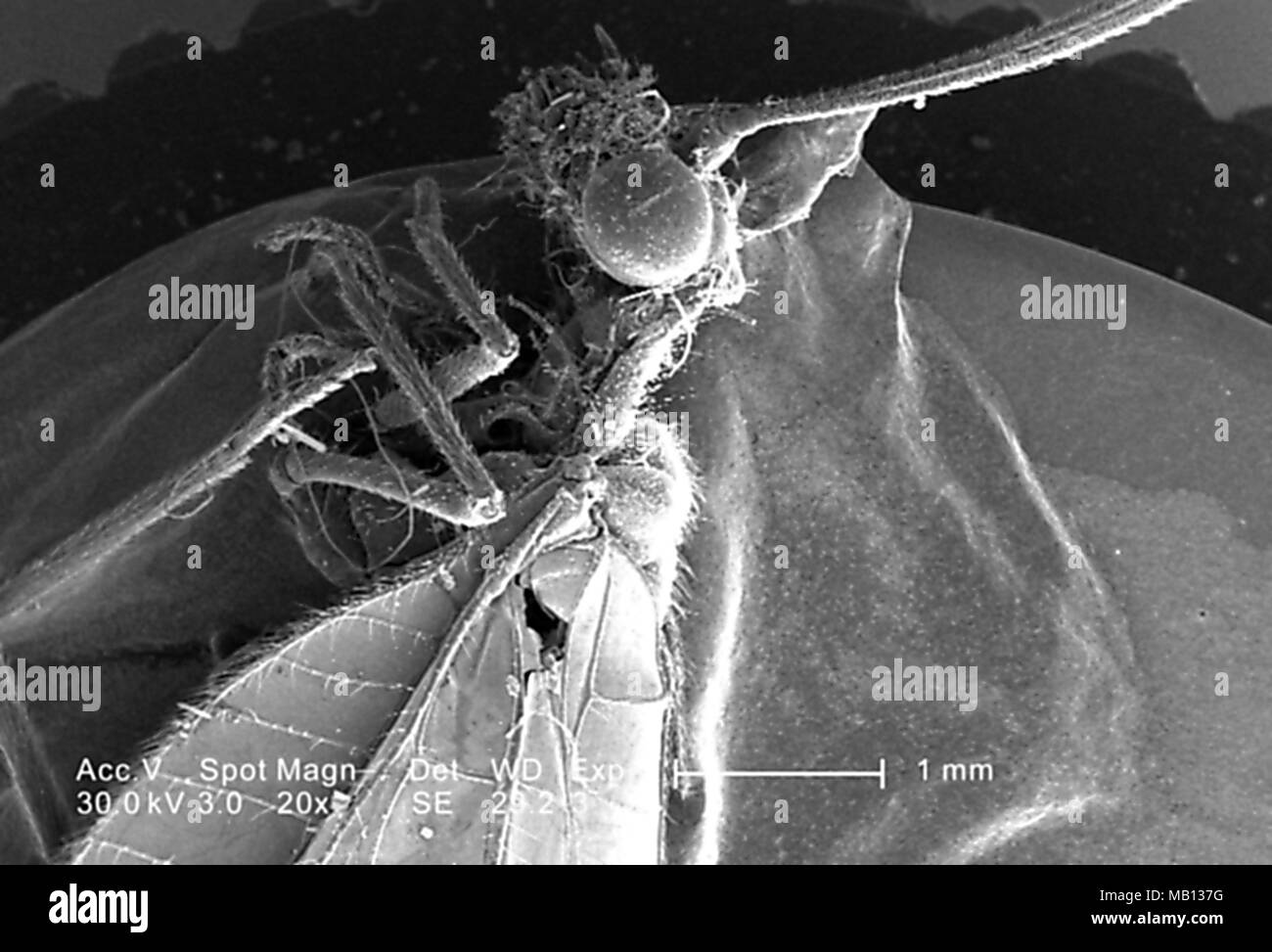 Seitenansicht eines nicht identifizierten Grünes fliegendes Insekt in Decatur, Georgia, in den 20 x vergrößert Rasterelektronenmikroskopische (SEM) Bild 2005 ergab. Mit freundlicher Seuchenkontrollzentren (CDC)/Janice Haney Carr. () Stockfoto