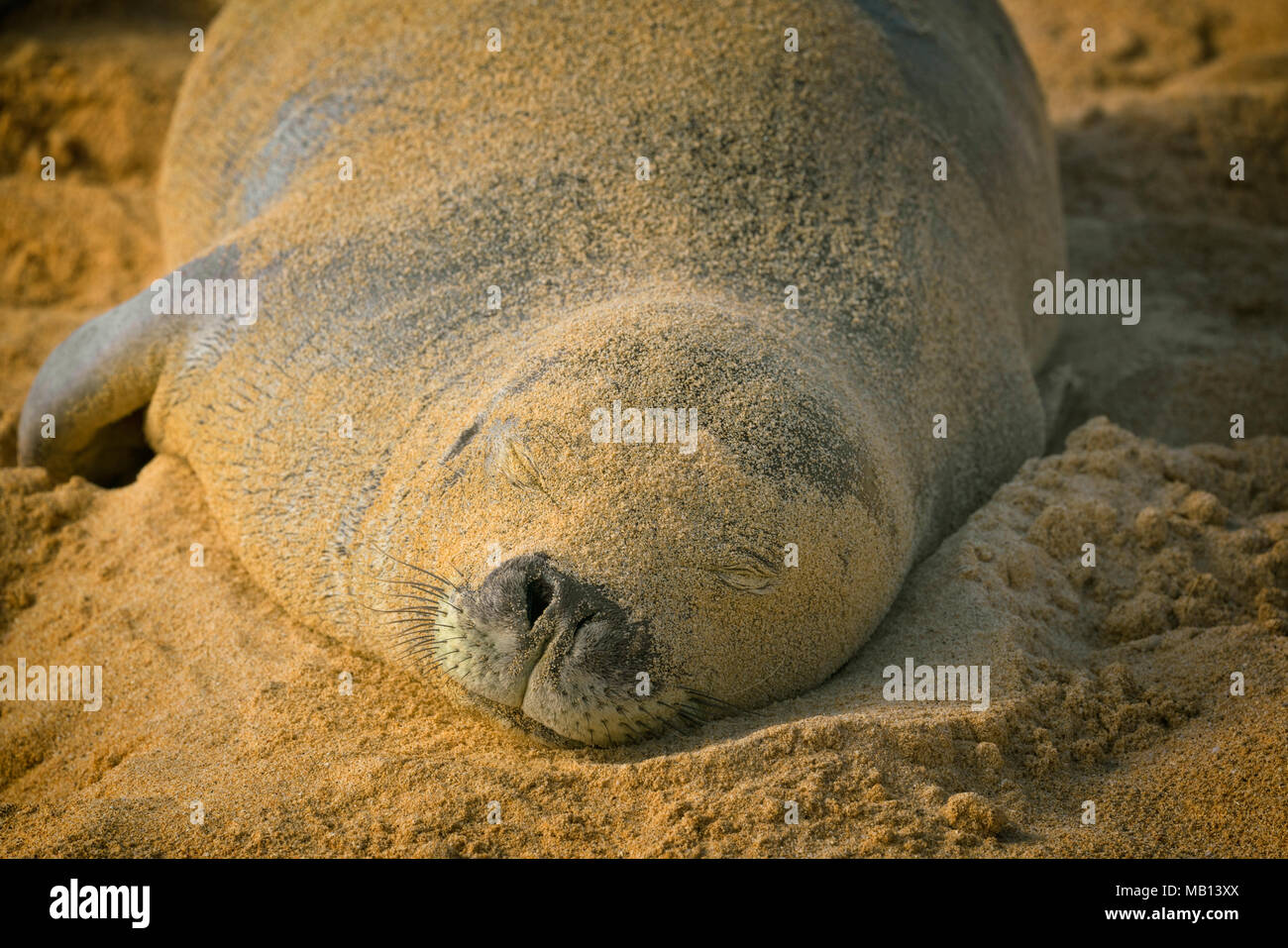 Gefährdete Mönchsrobbe nimmt eine Siesta entlang der South Shore am Poipu Strand auf Hawaii Insel Kauai. Stockfoto