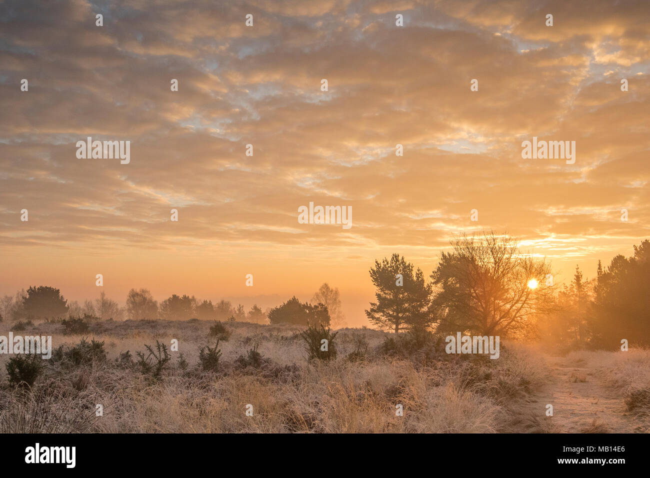 Ashdown Forest bei Sonnenaufgang, Sussex, UK Stockfoto