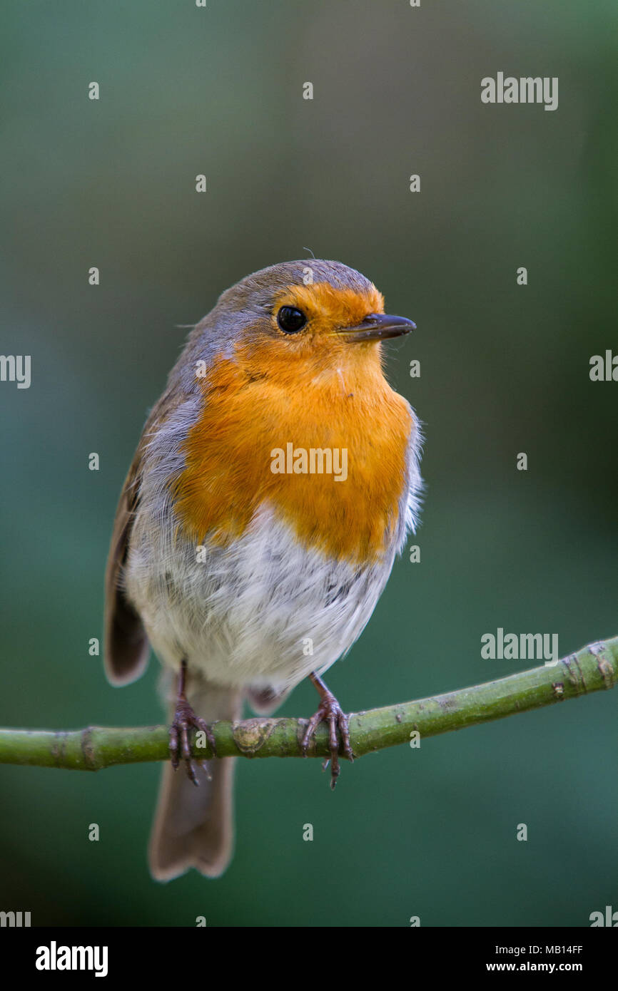 Robin (Erithacus Rubecula), Großbritannien Stockfoto
