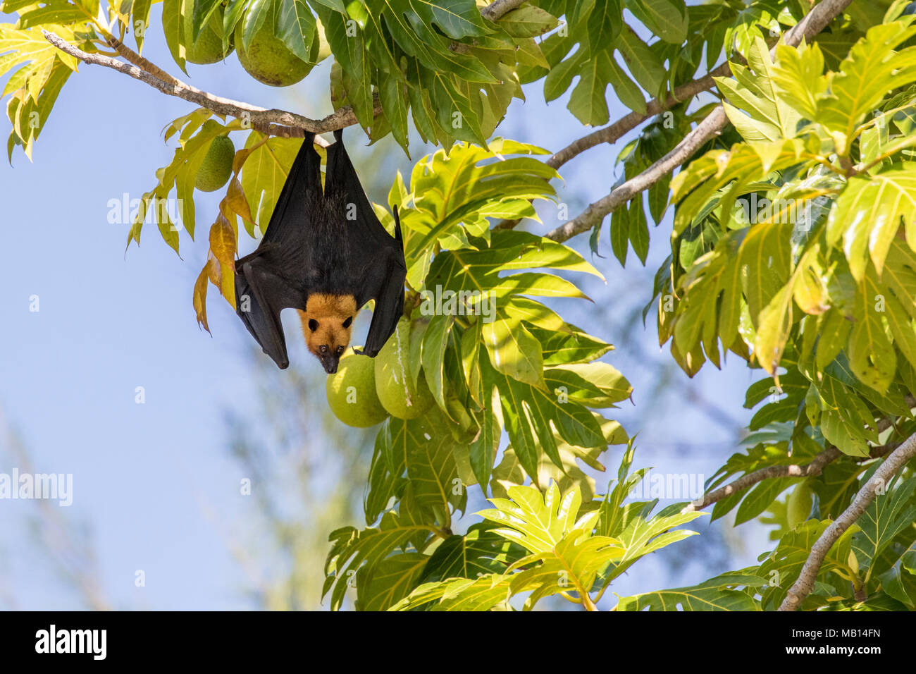 Seychellen Obst bat, andernfalls bekannt als Seychellen Flying Fox (Pteropus seychellensis), Baum, Silhouette Island, Seychellen Stockfoto