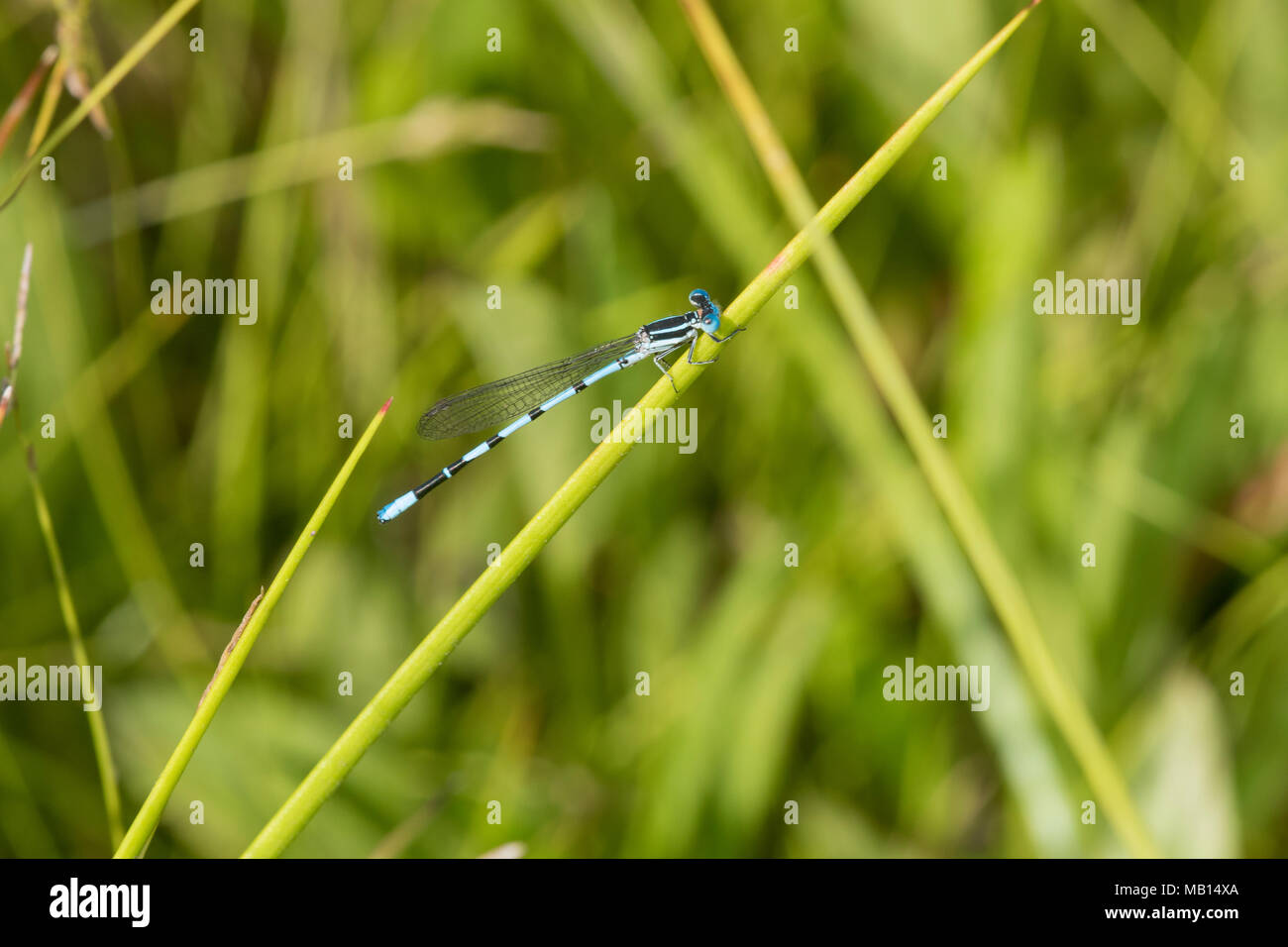 06067-00115 Versickerung Tänzer (banot bipunctulata) männliche Biene Gabel West Fen Reynolds Co MO Stockfoto